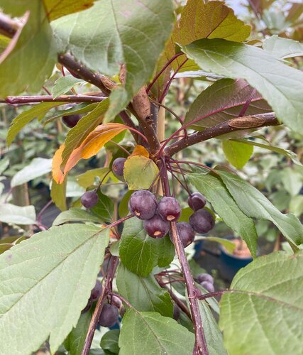 Malus Direktoer Moerland 12 Litre