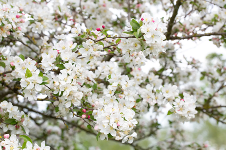 Malus Evereste 12 litre - image 1
