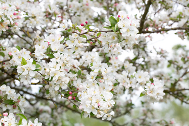 Malus Evereste 12 litre - image 1