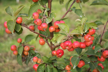 Malus Evereste 12 litre - image 2