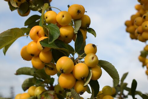 Malus Golden Hornet 12 litre - image 1