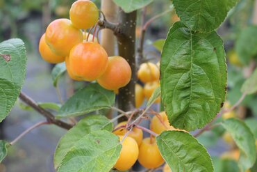 Malus Golden Hornet 12 Litre