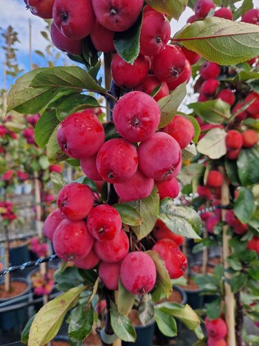 Malus Gorgeous 12 Litre - image 1