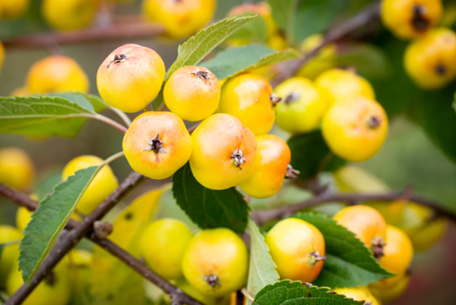 Malus Halloween 12 Litre - image 2