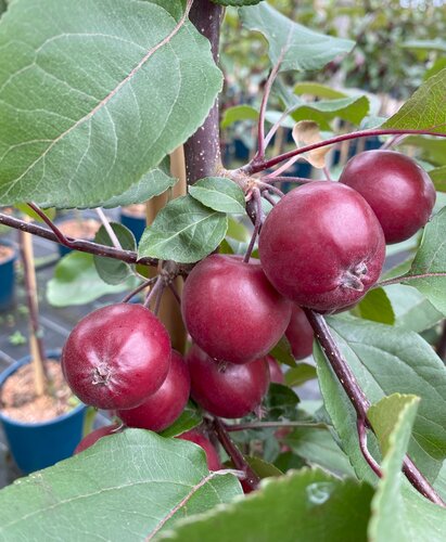 Malus Harry Baker 12 Litre