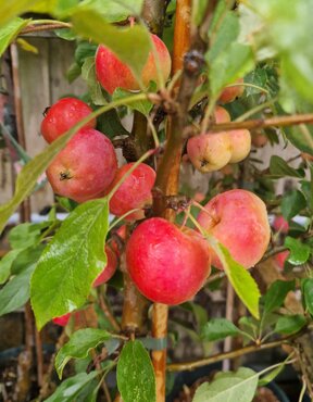Malus Jelly King 12 Litre