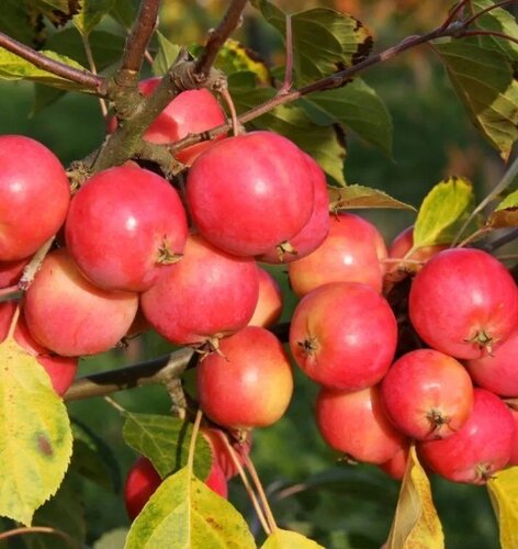 Malus Jelly King 12 litre - image 1