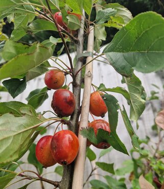 Malus John Downie 12 Litre