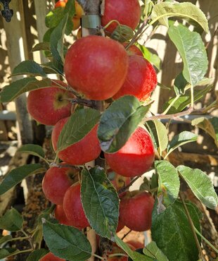 Malus Julia 12 Litre