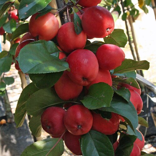 Malus Neville Copeman 12 Litre