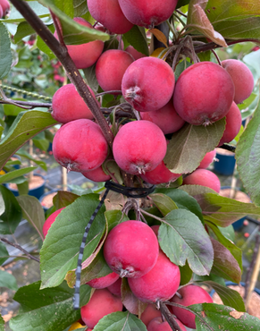 Malus Neville Copeman 12 Litre