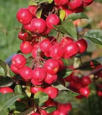 malus laura