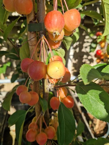 Malus Rosehip 12 Litre