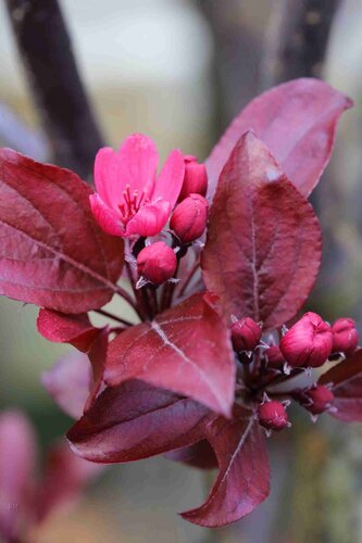 Malus Royal Beauty 1.2m Stem 16.5 Litre - image 1