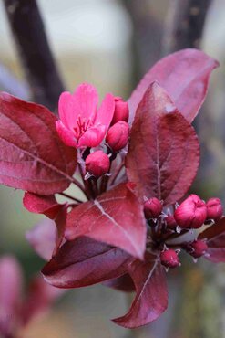 Malus Royal Beauty 1.2m Stem 16.5 Litre