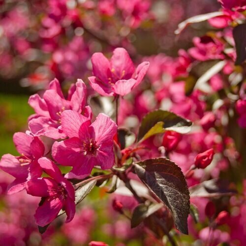 Malus Royal Beauty 1.2m Stem 16.5 Litre - image 1