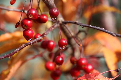 Malus Royal Raindrops 12 Litre - image 1