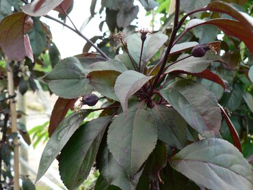 Malus Royalty 12 Litre