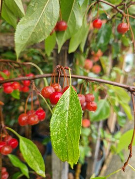 Malus Sun Rival 12 Litre