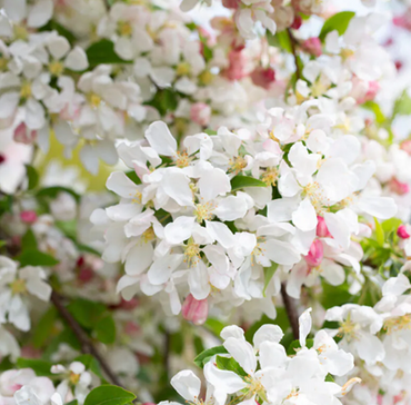 Malus Sun Rival 12 Litre