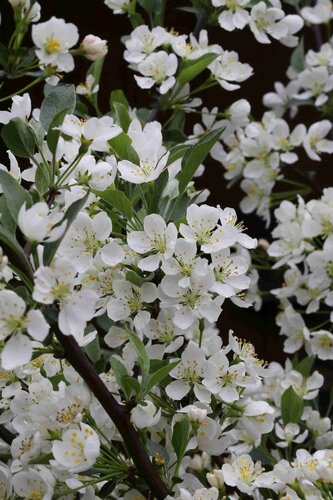 Malus Tina 1m Stem 16.5 Litre - image 1