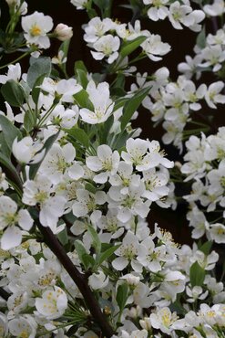 Malus Tina 1m Stem 16.5 Litre
