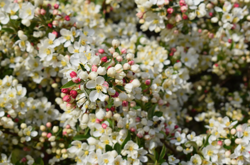 Malus Tina Standard 10 litre - image 1