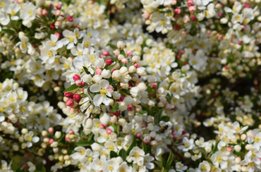 Malus Tina Standard 10 litre - image 1