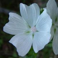 Malva Moschata Alba 9cm