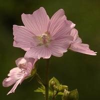 Malva Moschata Rosea 9cm