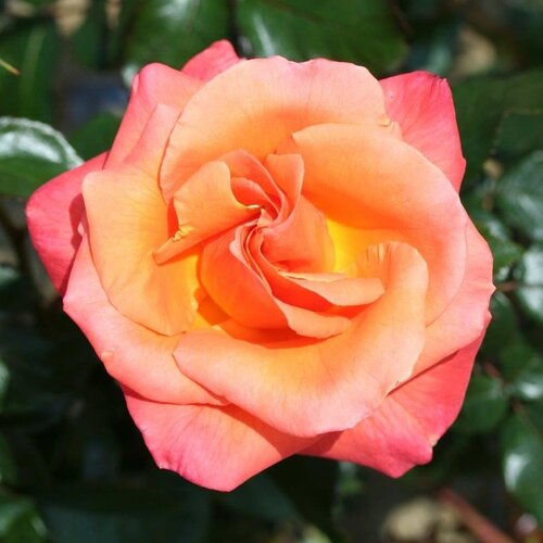 Mamma Mia Bush Rose 3 Litre - image 1