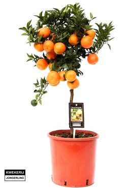 Mandarin Standard 22cm