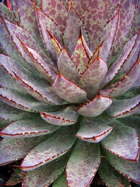 Mangave Bloodspot 3 Litre