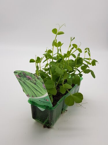 Mangetout Carouby de Maussane Pack