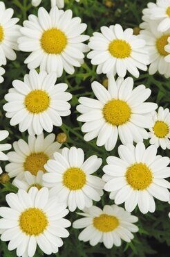 Marguerite White 19cm