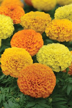 Marigold African Mix 6 Pack