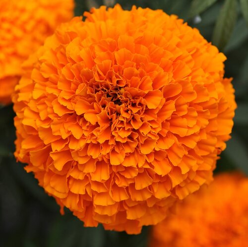 Marigold African Orange Six Pack