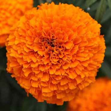 Marigold African Orange Six Pack