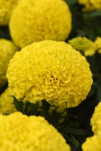 Marigold African Yellow Six Pack