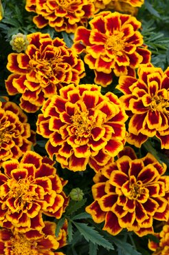 Marigold Durango Bee 20 Plug Pack