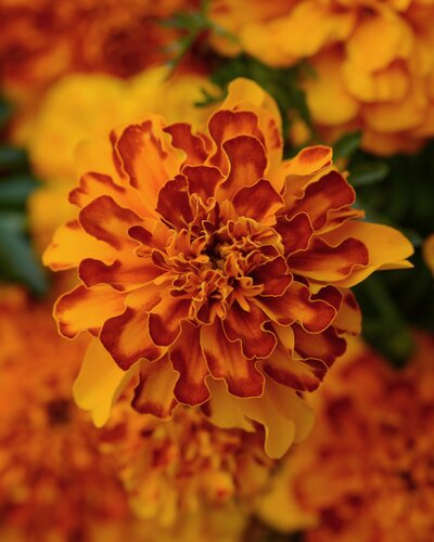 Marigold French Bolero 6 Pack