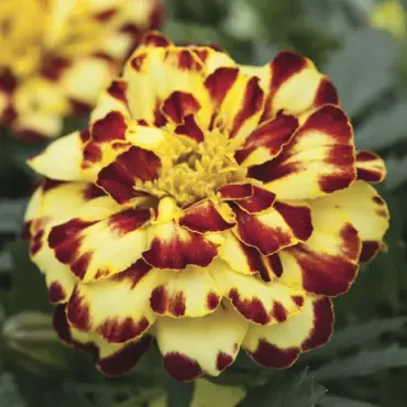 Marigold French Creme Brulee 6 Pack