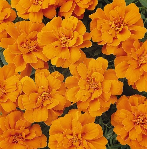 Marigold French Deep Orange 6 Pack