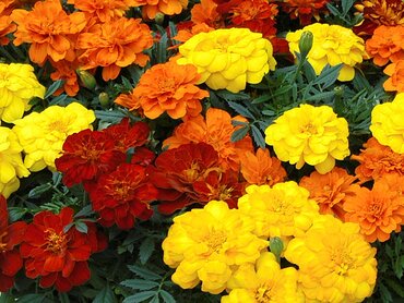 Marigold French Fancy Mixed 20 Plug Pack