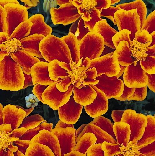 Marigold French Flamed 6 Pack