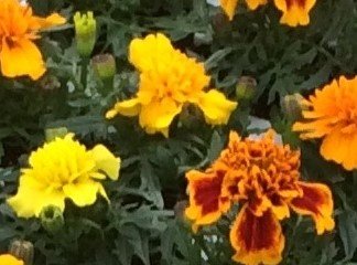 Marigold French Mixed Six Pack