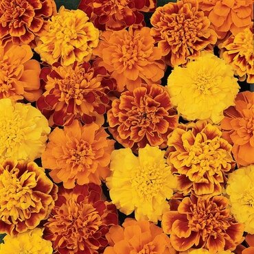 Marigold French Mixed Six Pack