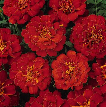 Marigold French Red 6 Pack