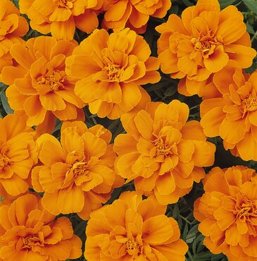 Marigold French Tangerine Six Pack