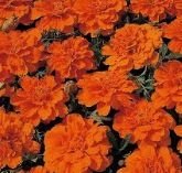 Marigold French Tangerine Six Pack